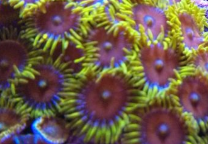 zoanthids.xyz - eagle eye zoanthids